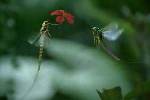 Vodafone - Mayfly